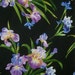 REMNANT--Striking Primavera Iris Print Pure Cotton Fabric from Michael Miller--5/8 YARD
