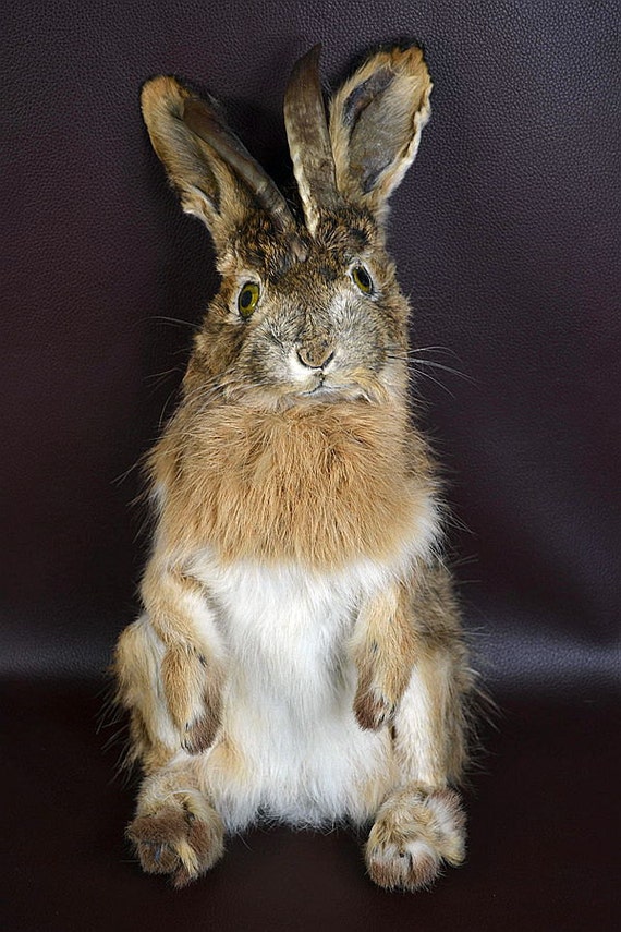 taxidermy of rabbit jackalope rabbitfree shipping by lovefuture