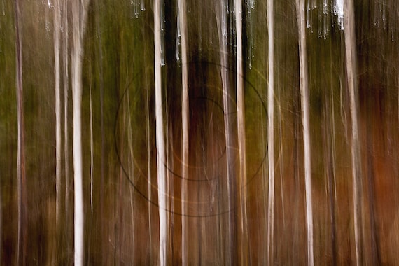 Items similar to In The Forest Photographic Canvas Gallery Wrap on Etsy