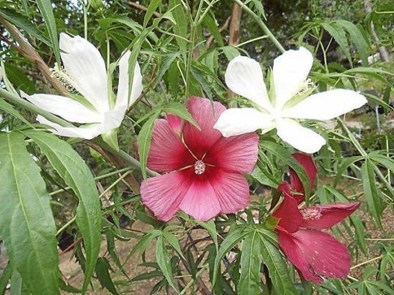 10 Giant Texas Star Hibiscus Seeds 1075A   Il 570xN.566938768 5qf2 