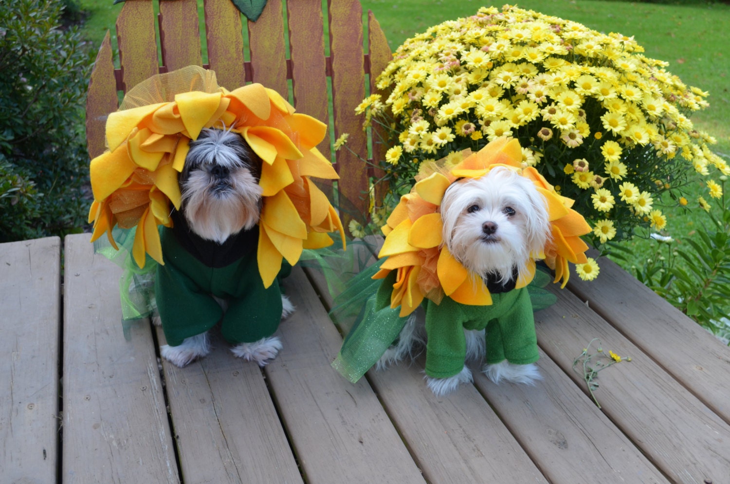 Unique Sunflower Dog Halloween Costume for small-medium breed