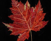 New Beautiful Fall Leaf