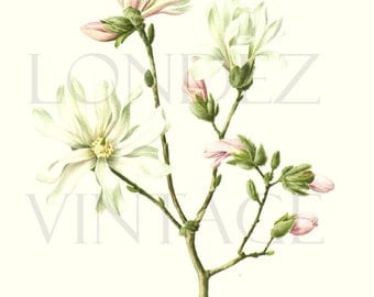 Magnolia Wall Art magnolia wall art | etsy Magnolia Wall Art magnolia wall art | etsy