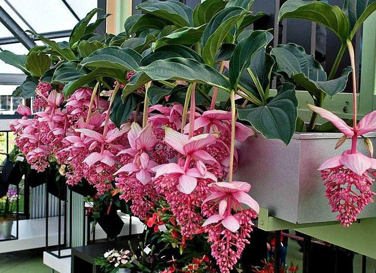 Medinilla myriantha Malaysian Orchid 20 seeds cascading