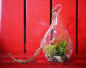 9GreenBox - Air Plant Tillandsia Bromeliads TearDrop Terrarium Kit - Moss & Pebbles Holiday Gift - FREE SHIPPING