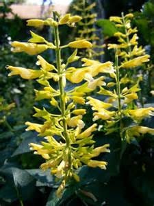 Forsythia Sage Salvia madrensis Aromatic Foliage by WaWasGarden