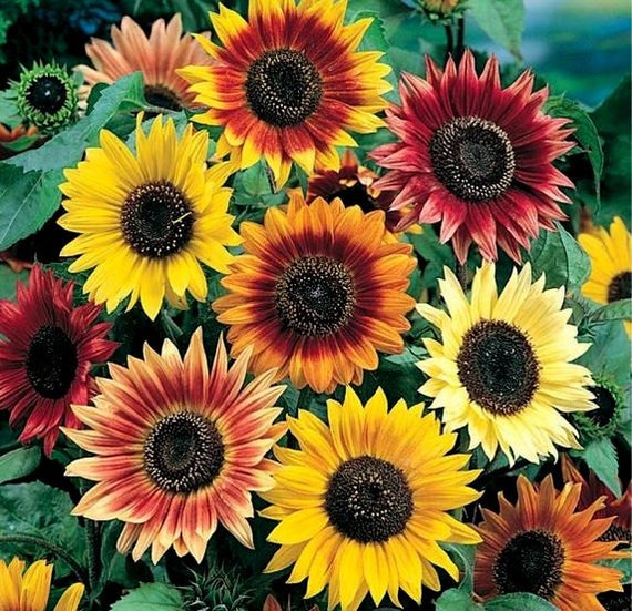 50 Sunflower Seeds Autumn Beauty Heirloom Sunflower