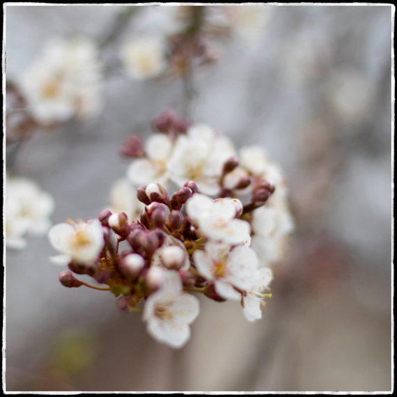 Blossom Photo Wood Block. Wall Art. Hand Made