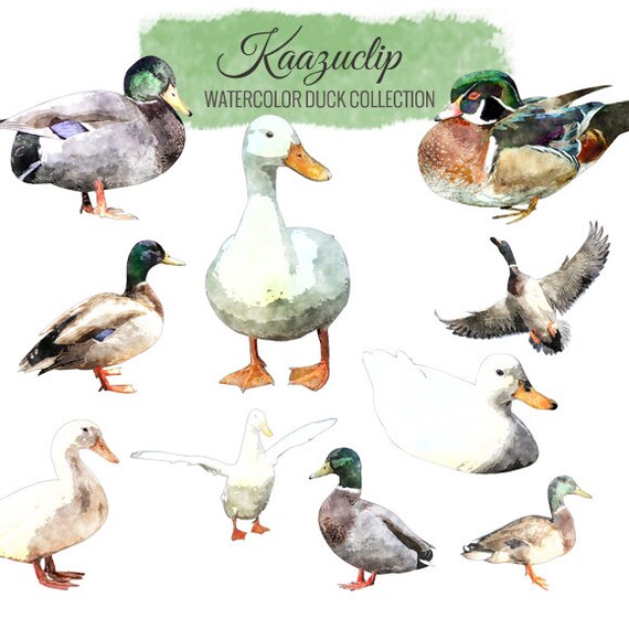Watercolor Duck Collection Commercial and Personal Use