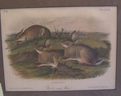 John James Audubon The Quadrupeds of North America "Worm-wood Hare" 1852