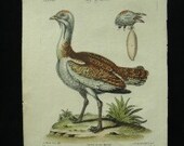 George Edwards Bird Copperplate Engraving Male Bustard Antique Print 1758 - 1764
