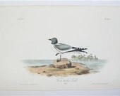 Antique 1840 First 1st Edition Audubon Bird Print Octovo Forked Tailed Gull