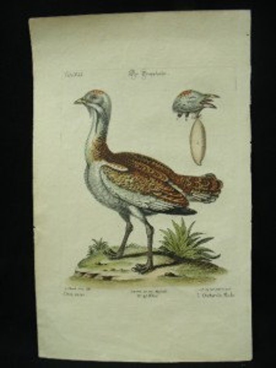 George Edwards Bird Copperplate Engraving Male Bustard Antique Print 1758 - 1764