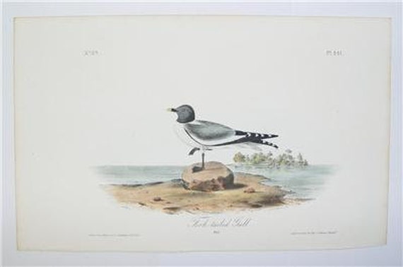 Antique 1840 First 1st Edition Audubon Bird Print Octovo Forked Tailed Gull