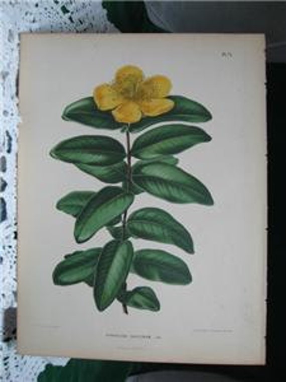 19th Century Rose of Sharon Lg Chromo Litho Antique Print
