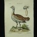 George Edwards Bird Copperplate Engraving Male Bustard Antique Print 1758 - 1764