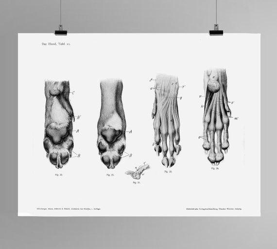 Hund Pfote Anatomie Tafel 11 Handbuch der Anatomie von HaeckelsArk