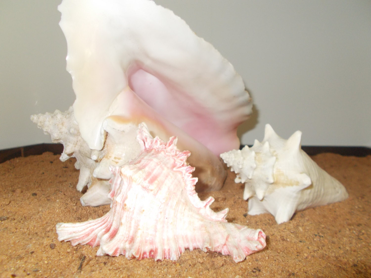 Large conch shell home decor instant collection beachy decor