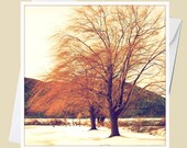 Wisps of the Willow - Winter in Upstate New York - 5x5 Square Eco Flat Card or Folded Note Card - Fine Art Photography