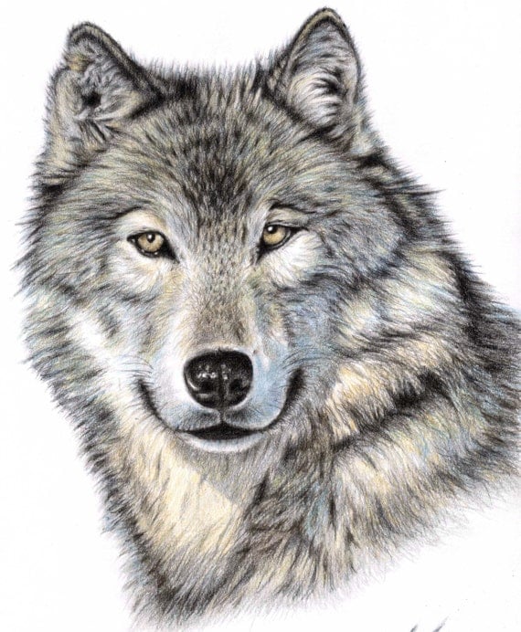 The Wolf Fine Art Print