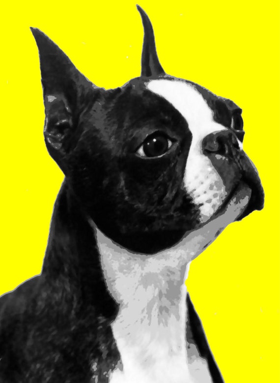 Stunning Boston Terrier Pop Art Painting Paint By Number Kit