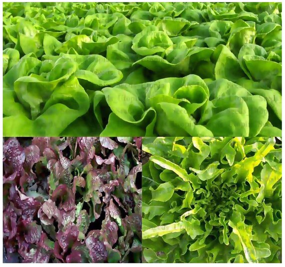 500 x BLEND 1 Lettuce seeds RUBY Red OAKLEAF Paris White