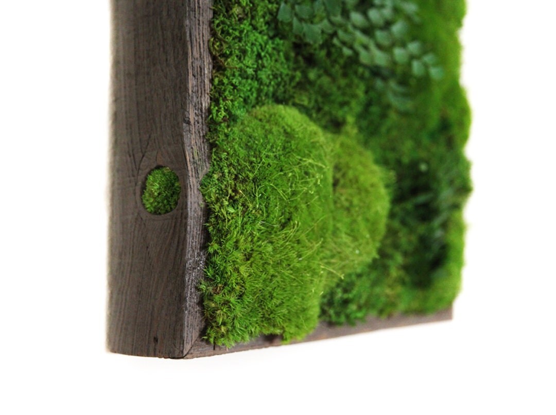 12x12 artisan moss 174 plant painting 174 moss and ferns 12x12 artisan moss 174 plant painting 174 moss and ferns