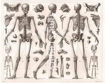 Vintage Anatomical Illustration Human Skeleton Bones 1850s Human Body Science Historical Medical Anatomy Download High Resolution Printable
