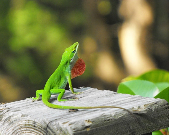 Green Male Anole Lizard Looking For Love by FleetingGlimpsePhoto