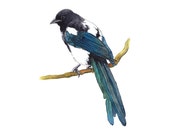 Black Billed Magpie - art print, 5x7,8x10, 8.5x11, 9x12, woodland, nursery art, watercolor bird, animal art, animal watercolor, wildlife art