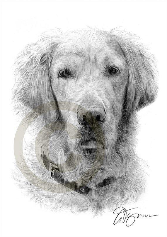 Dog Golden Retriever pencil drawing print A4 size artwork