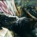 Impression Murale – Courses De Chevaux – “The Final Turn” – Buck Nelligan – 1994
