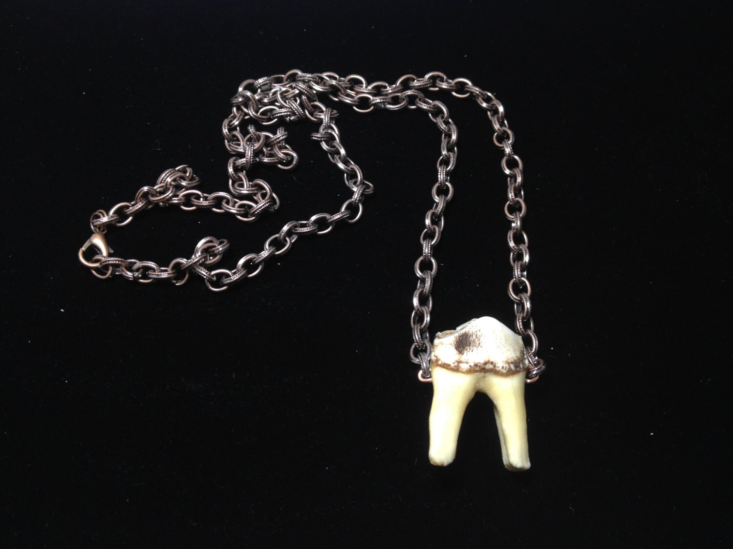 Rugged Elk Tooth Necklace Gold Chain Real Tooth by SavannaCrow