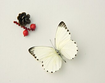 Real Dried Butterfly Specimen, Cream Butterfly, DIY , Terrarium Accent, Red Berries, Wedding Supply, Nature Outdoors, Photography