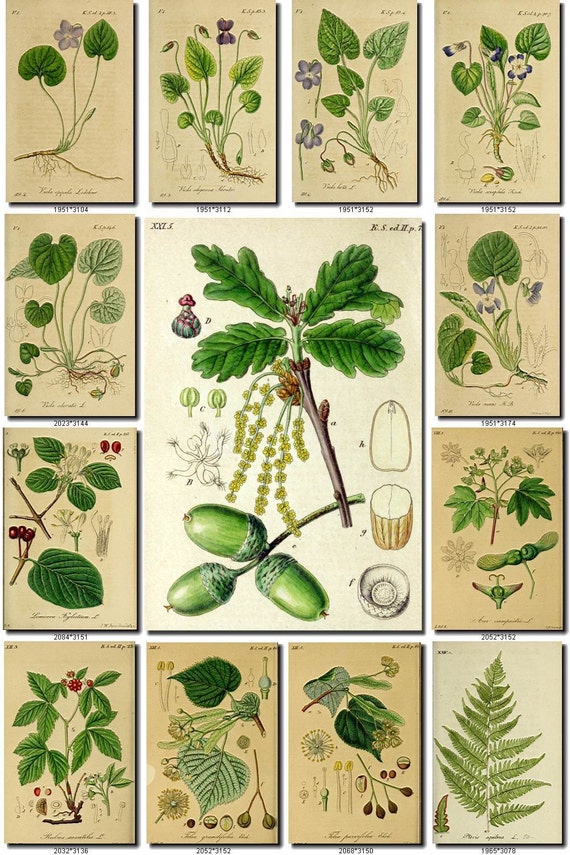 LEAVES GRASS-44 Collection of 212 vintage images vegetable botanical High resolution digital download printable herbarium flowers ferns dpi