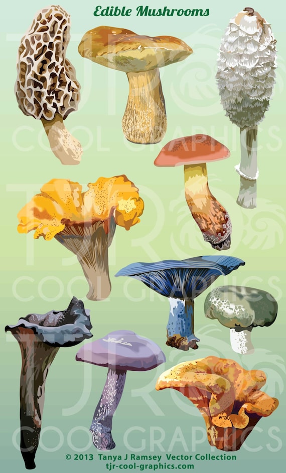 oyster mushroom clip art - photo #12