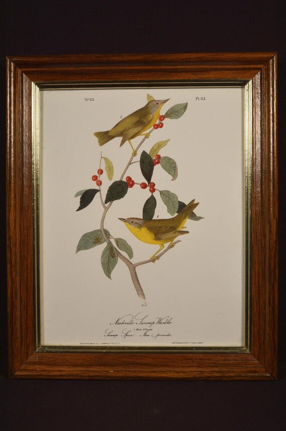 Framed Audubon Bird Print Nashville Swamp Warbler