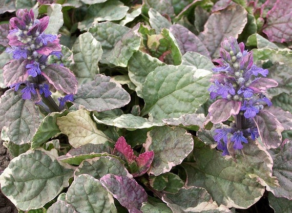 Burgundy Glow Ajuga Plants Carpet Bugle Very Hardy 2