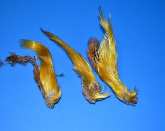 x3 Gold Pheasant Yellow Crest for Fly Tying (#634)
