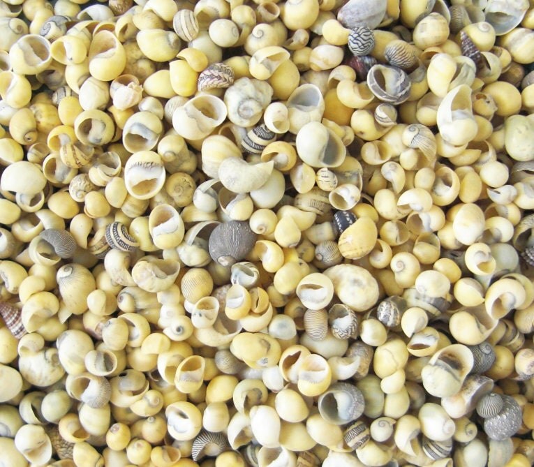 Yellow / Chartreuse Mongo Shells Littorina tiny shells for