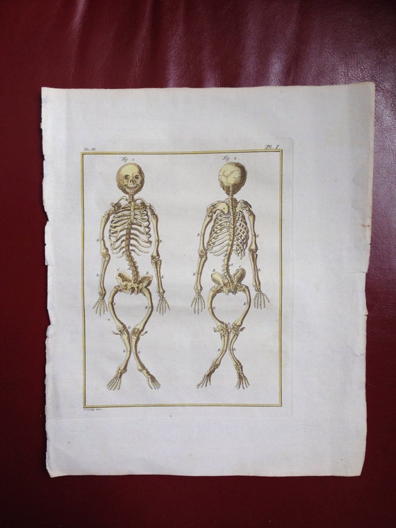 1800's Antique Skeleton Engraving Print Hand by Cherylscache