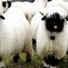 blamb001