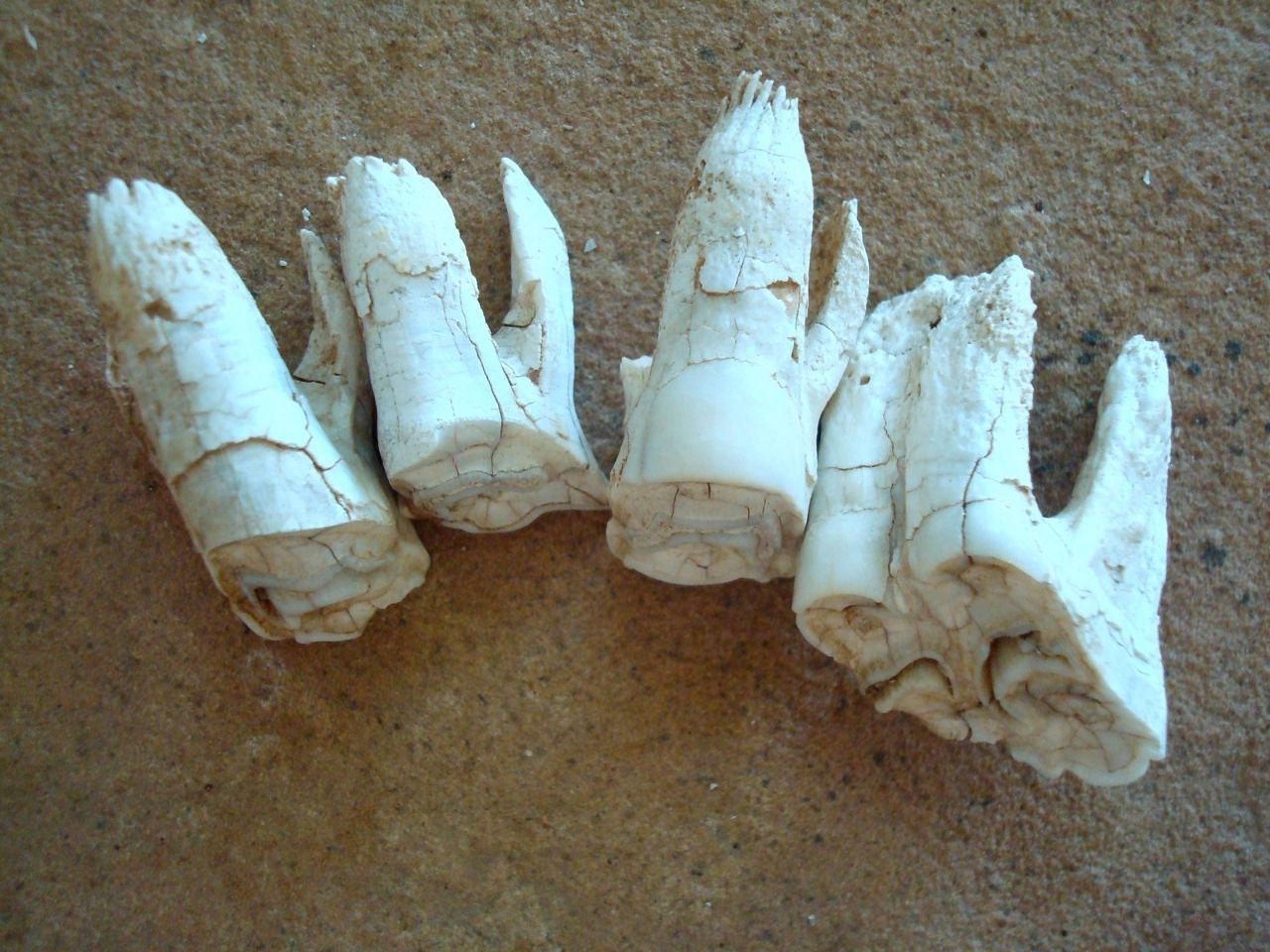 Real Large Cow Teeth Natural Found Objects for Assemblage