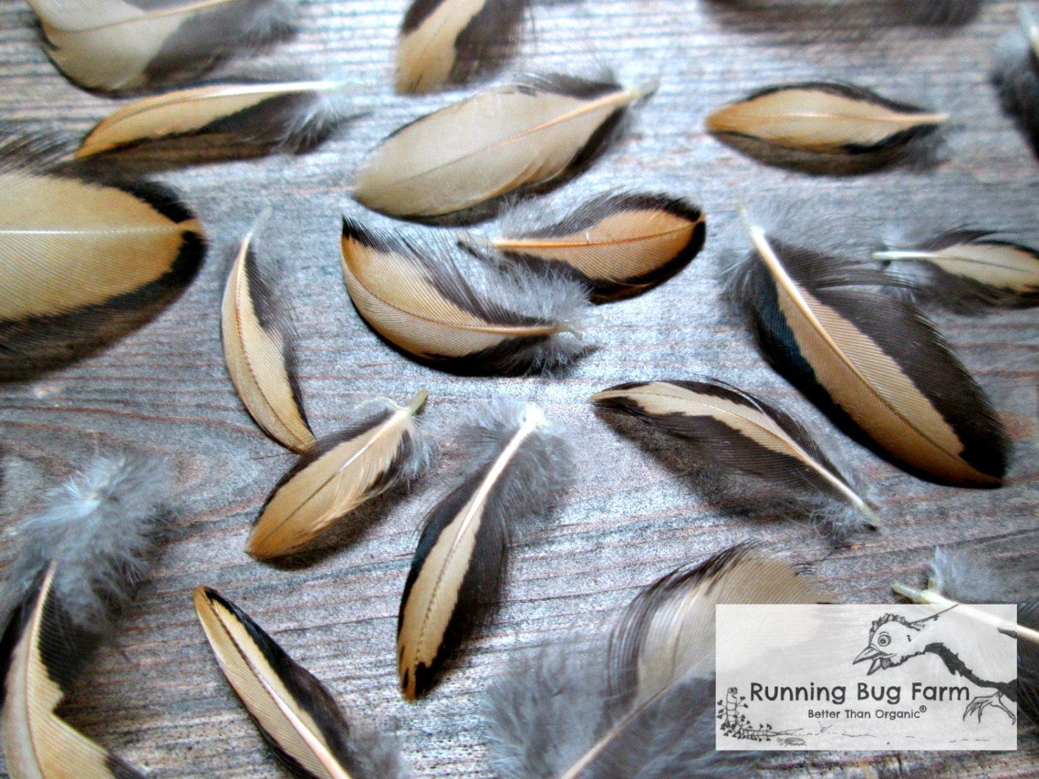 Tiny Feathers Natural Real Bird Feathers Golden by RunningBugFarm