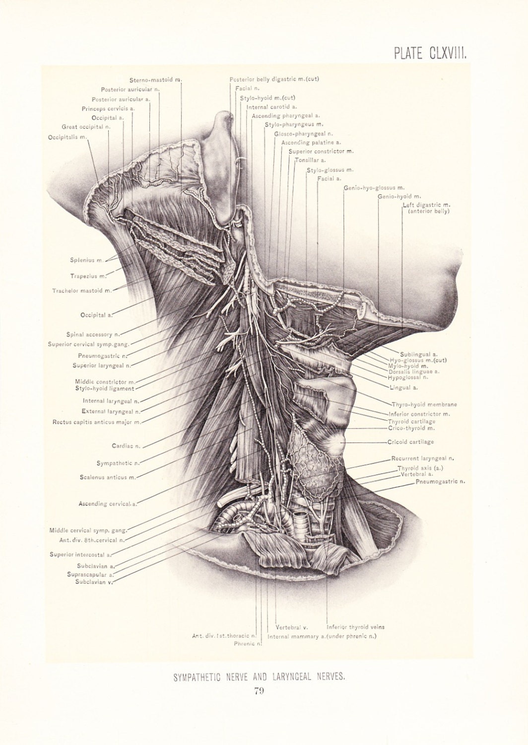 1899 Human Anatomy Print Nerves of Neck Vintage Antique