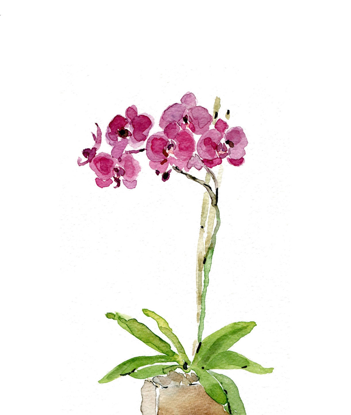 Orchid plant art print of watercolor painting by TheJoyofColor
