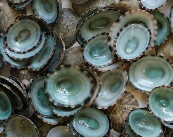 Green Limpet Small Sea Shells Loose Supplies for Arts and Crafts, Home Decor, Collections