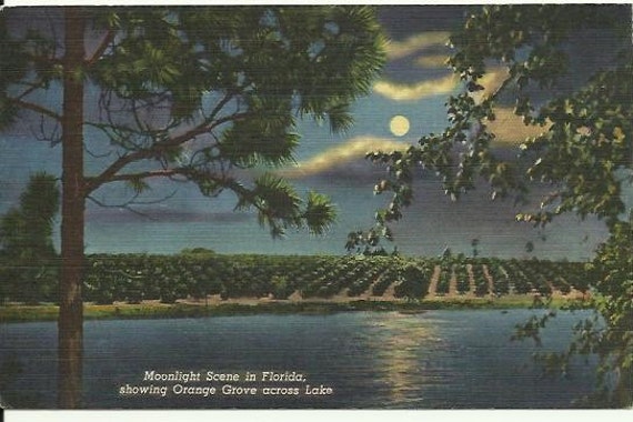 Vintage Linen Postcard - Night Scene - Moonlight Scene in Florida, showing Orange Grove across Lake Curteich 1946