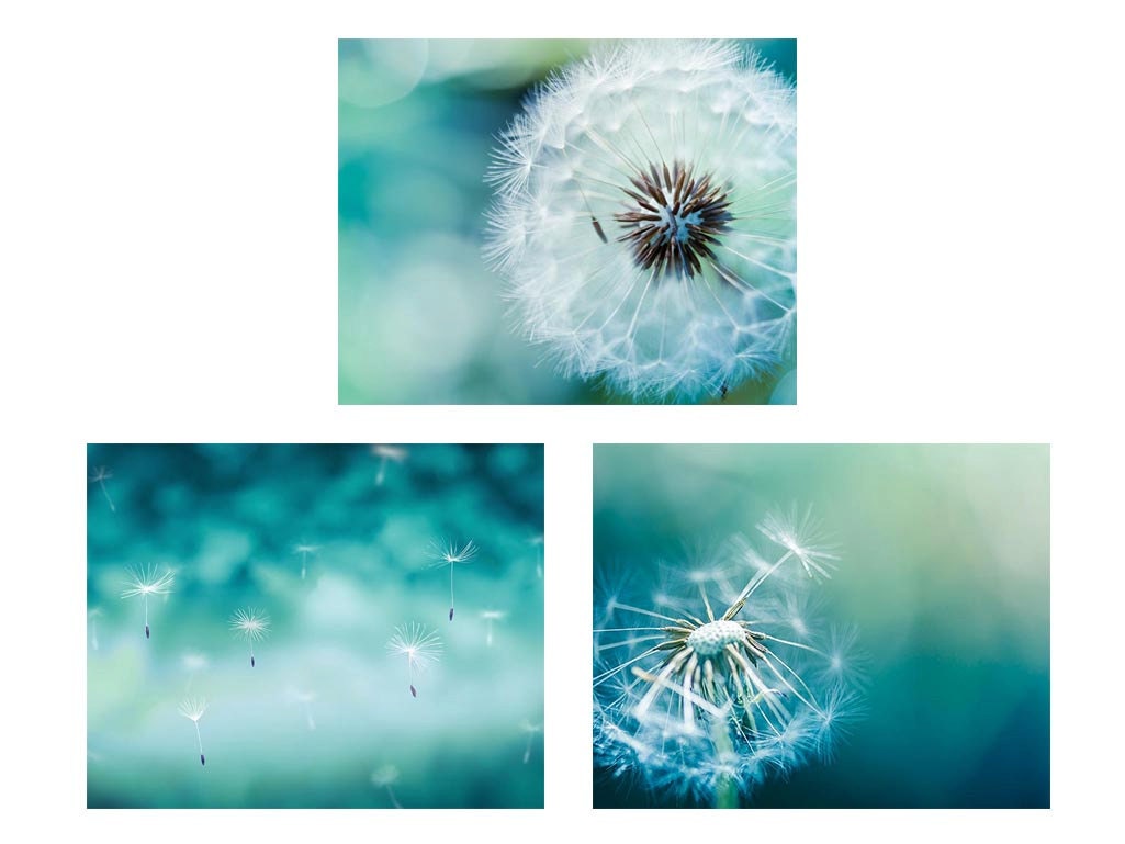 Bedroom wall decor set of 3 prints dandelion wall art