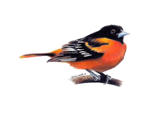 items similar to orange oriole bird drawing bird art items similar to orange oriole bird drawing bird art